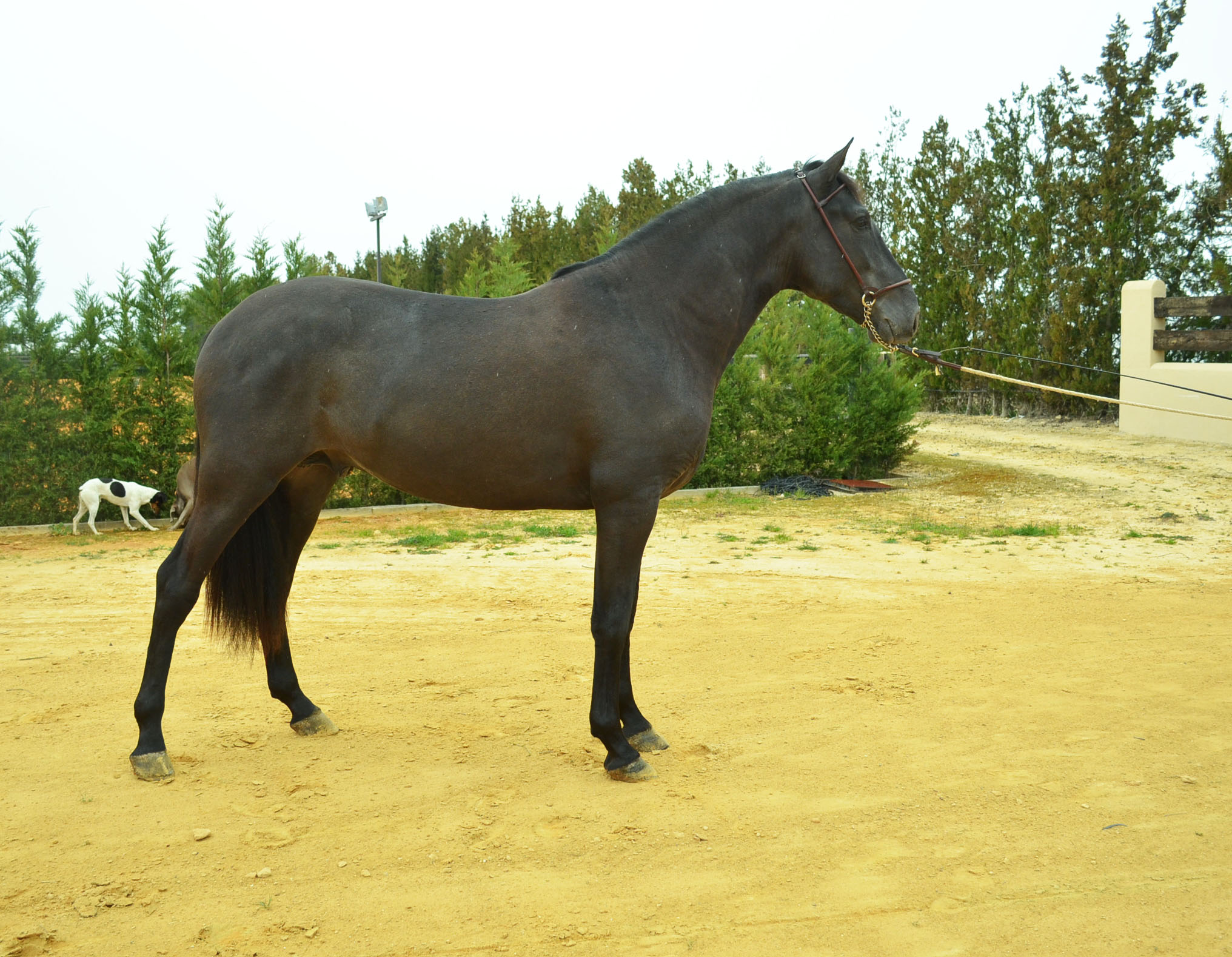 Caballo en Venta